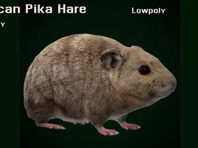 American Pika Rodent Low-poly 3D model