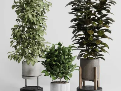 Indoor Outdoor plant Set 289 plant ficus rubbery 3D model