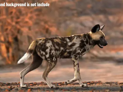 Wild Dog XGen Rigged 3D model