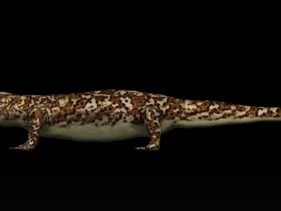 Gecko Lizard Low-poly 3D model