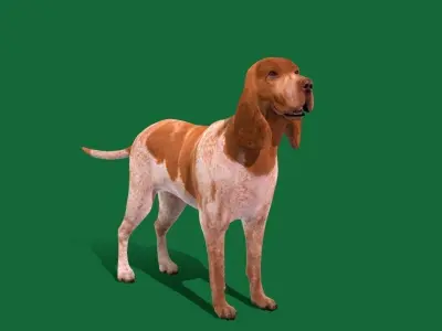 Bracco Italiano Dog 3D model