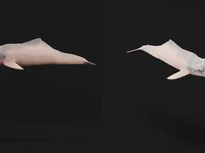 Amazon River Dolphin Low-poly 3D model