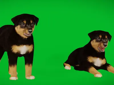 Australian Shepherd Puppy Dog Low-poly 3D model