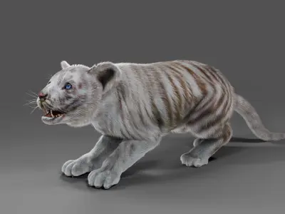 Fur White Tiger Cub Rigged in Blender  Low-poly 3D model