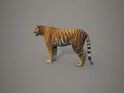 Bengali Tiger Low-poly 3D model