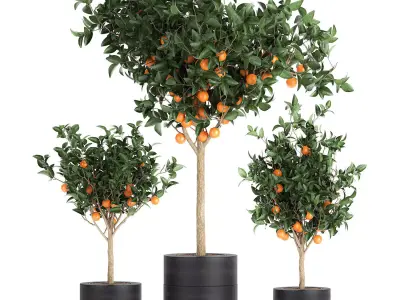 Orange tree for the interior in black pot 717 3D model