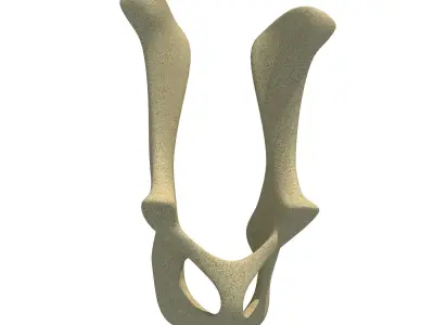 Animal Pelvis 3D model