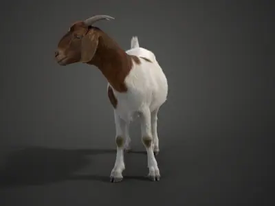 Boer Goat  with 1 Animation VFX Grace 3D model