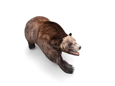 Brown Bear Rigged and animated 3D Model Low-poly 3D model
