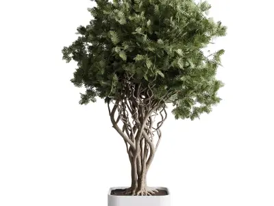 indoor plant 473 pot plant tree concrete dirt vase 3D model