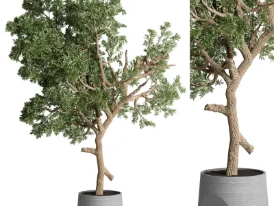 indoor plant 482 pot plant tree concrete dirt vase 3D model