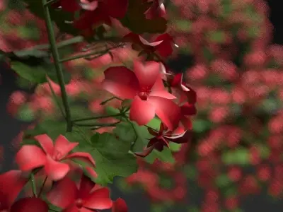 Pelargonium box flower 3D model