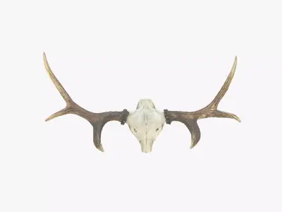 Antlers with Skull Fragment Low-poly 3D model