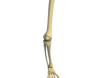 Animal Skeletal Femur 3D model