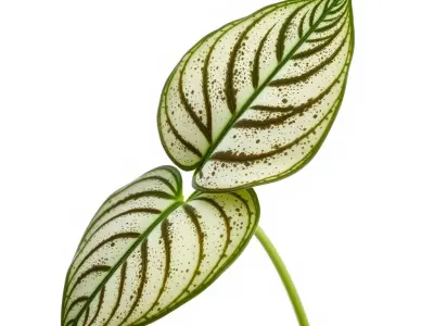 Tropical Leaf Plant Realistic Model Pack Low-poly 3D model