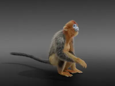 Golden Snub-nosed Monkey Animated 3D model