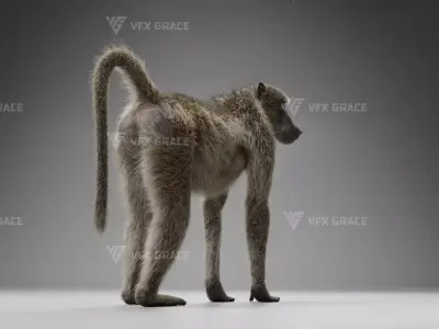 Baboon Animation  Blender 3D Model 3D model