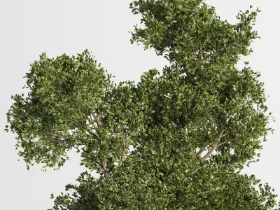 Outdoor Plants Tree in Plant Box Set02 3D model