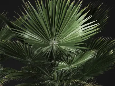 fan palm in the basket 3D model