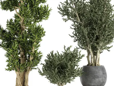 Decorative trees in a black flowerpots 805 3D model