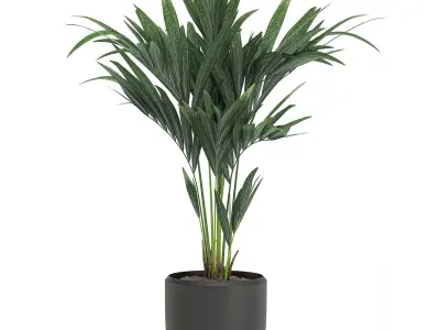 Decorative palm in a white flowerpot 566 3D model