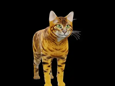 Toyger Cat Low-poly 3D model