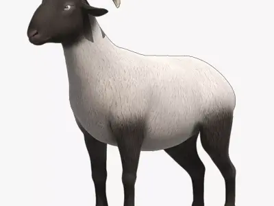 sheep Ram Ewe goat 3D model