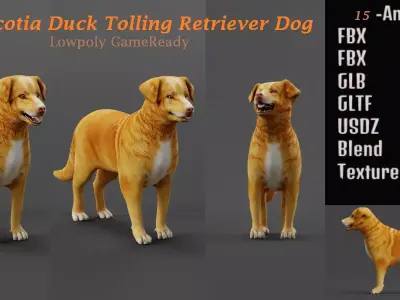 Nova Scotia Duck Tolling Retriever Dog Low-poly 3D model