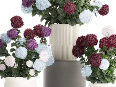 Beautiful hydrangea bushes in flower pots for decoration 1290 3D model