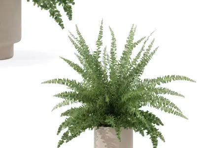 Fern in modern flower pot 3D model