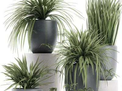 Decorative Cycas palm in a black flowerpot 625 3D model