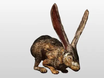 Rabbit  Hare Rigged and Hopping Low-poly 3D model