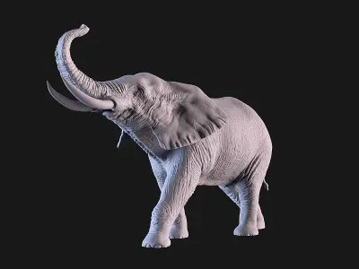 Elephant 3D print model shop