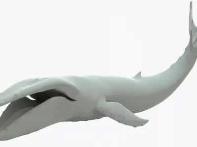 Humpback Whale Rigged Basemesh Low-poly 3D model