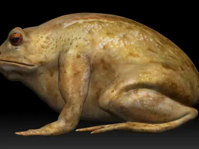 Cane Toad bullfrog Low-poly 3D model