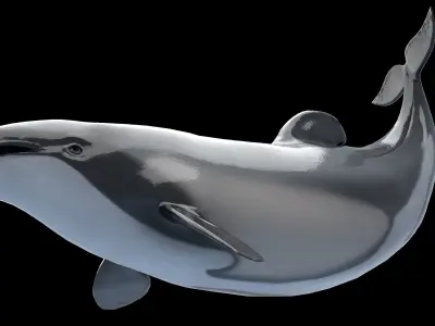Hector Dolphin Low-poly 3D model
