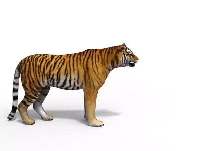 Animated Tiger Low-poly 3D model