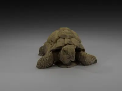 Photoscanned Turtle 3D model