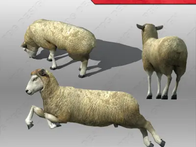Sheep Animated Low-poly 3D model
