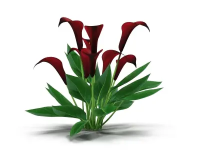 Calla Lily purple 3D model