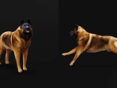 Belgian Shepherd Tervuren Dog Low-poly 3D model