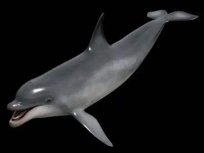 Bottlenose dolphin Low-poly 3D model