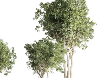 wooden Box Plants on Stand  of houseplants indoor 193 3D model