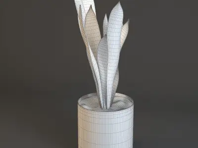 Plant Sansevieria trifasciata 3D model