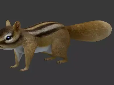 Squirrel chipmunk Low-poly 3D model