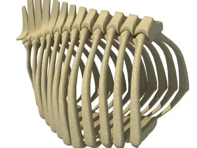 Bull Animal Rib Cage  3D model