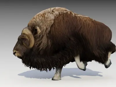 Muskox yak Low-poly 3D model