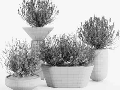 Lavender in Modern Concrete Planters  3D Plant Set 3D model