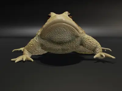 Rigged Toad 3D model
