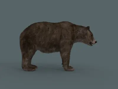 Cave Bear - 3D animated 3D model